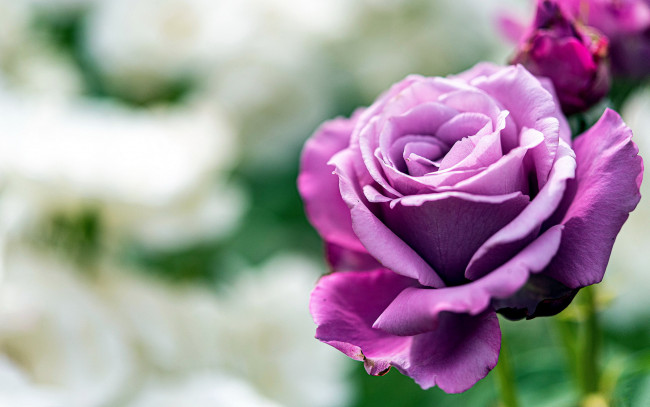 Обои картинки фото цветы, розы, лиловый, роза, бутон