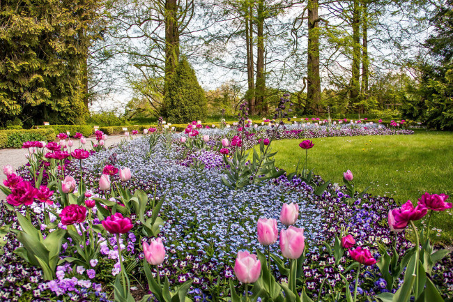 Обои картинки фото природа, парк, аллея, лужайка, клумба, тюльпаны, весна