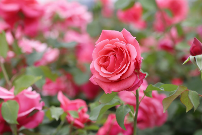 Обои картинки фото цветы, розы, розовый