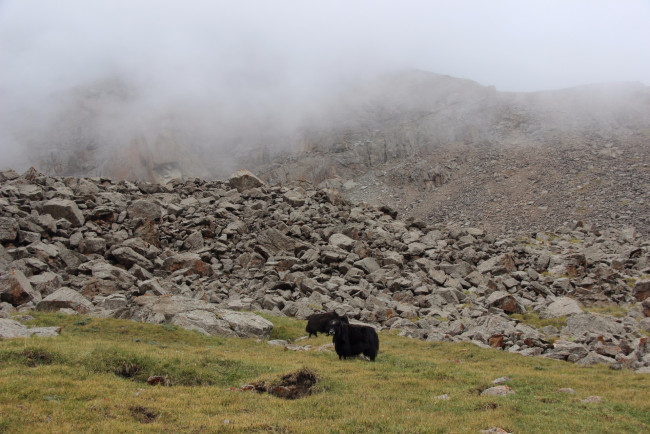 Обои картинки фото кино фильмы, nomadland, горы, камни, туман, трава, яки