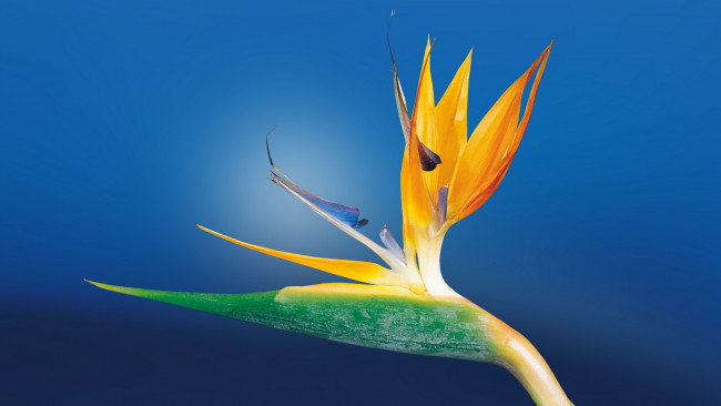 Обои картинки фото цветы, стрелиция , райская птица, экзотика