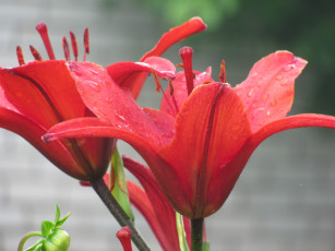 Картинка цветы лилии лилейники красный зеленый