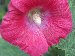 Картинка цветы мальвы розовая макро