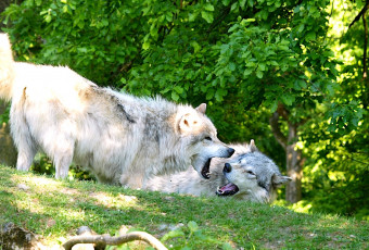 Картинка животные волки хищники пасть