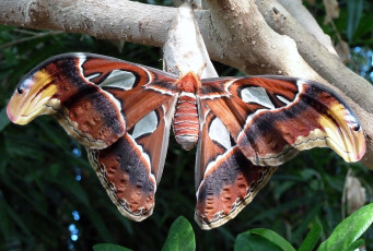 Картинка животные бабочки крылья большой пестрый