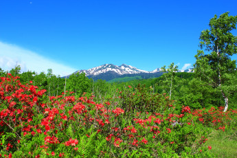 Картинка природа луга горы цветы