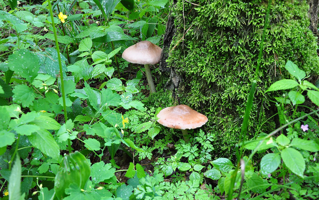 Обои картинки фото природа, грибы, пень, мох, растения