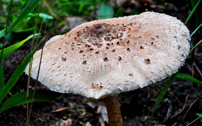 Обои картинки фото природа, грибы, зонтик