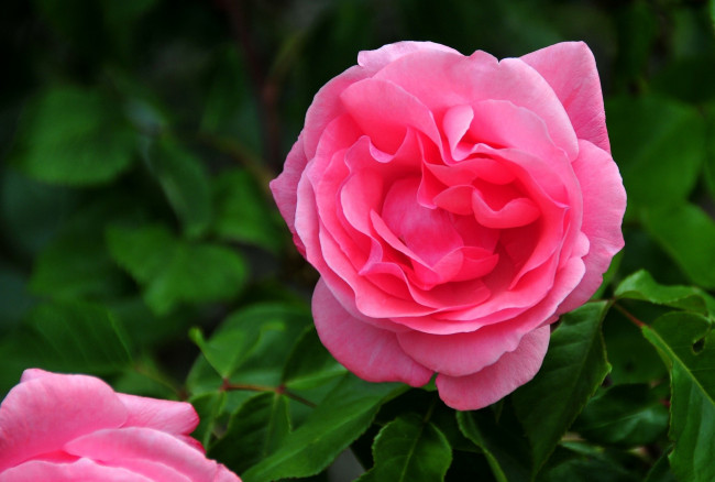 Обои картинки фото цветы, розы, яркий, розовый