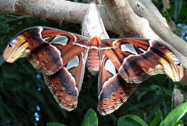 Обои картинки фото животные, бабочки, крылья, большой, пестрый