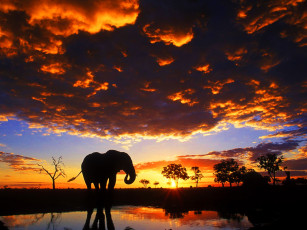 Картинка животные слоны облака закат сафари слон