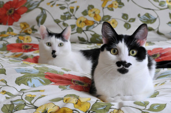 Картинка животные коты кошки черно белые мордочки одеяло