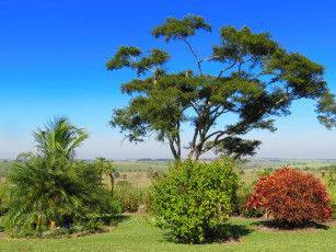 Картинка природа тропики кустарник деревья равнина