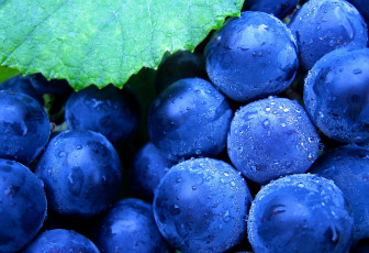 обоя еда, виноград, макро, ягоды, синий