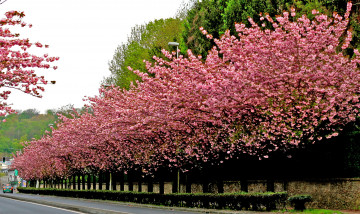 Картинка природа деревья аллея вишня дорога сакура