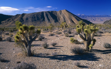 Картинка природа пустыни деревья кустики пустыня горы холмы