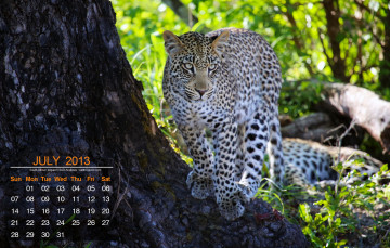 обоя календари, животные, леопард