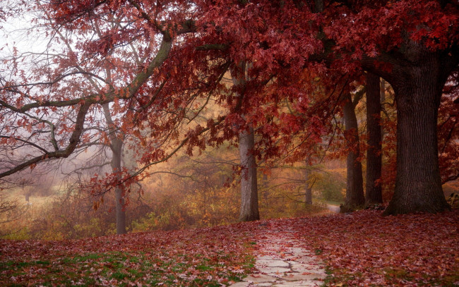 Обои картинки фото природа, лес, красные, кроны, дорожка, опавшая, листва, осень