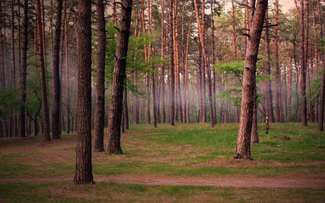 Обои картинки фото природа, лес, сосновый, бор, трава, тишина