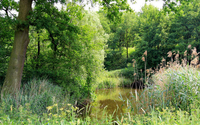 Обои картинки фото природа, реки, озера, лето, лес, пруд, камыш, трава, зелень