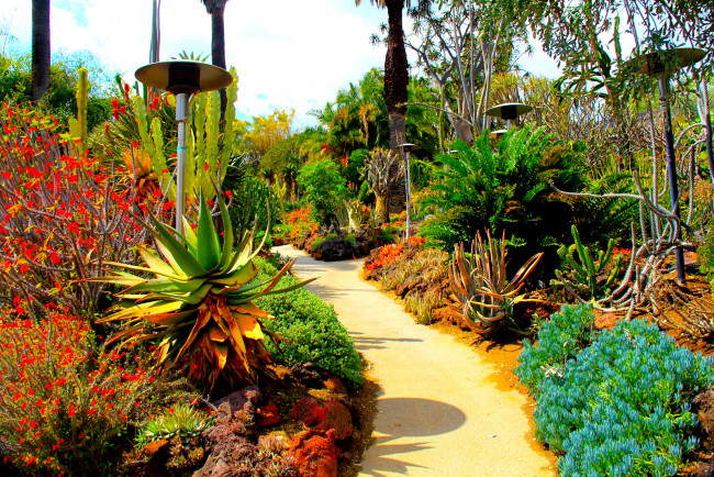Обои картинки фото botanical, garden, san, marino, california, природа, парк, кактусы, дорожка