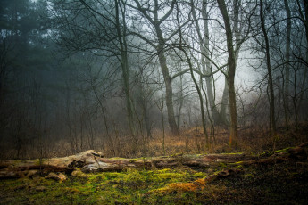 Картинка природа лес мох трава туман
