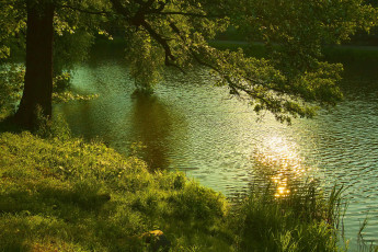 Картинка природа реки озера дерево река
