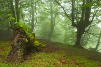 Картинка природа лес коряга туман осень деревья