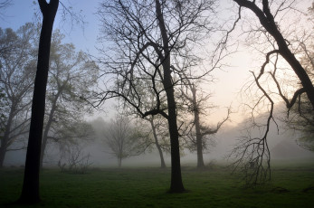 Картинка природа деревья ветки туман осень утро лес