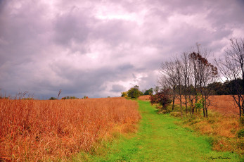 Картинка природа дороги пшеница поле дорога
