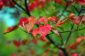 Картинка природа листья фон красные ветка