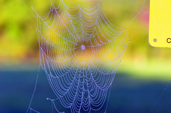 Картинка природа макро паутина роса утро