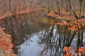 Картинка природа реки озера вода лес осень деревья лужа