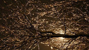 Картинка природа деревья луна зима дерево ветки