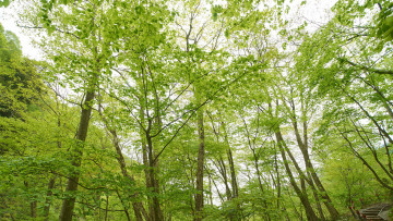 Картинка природа лес весна деревья зелень
