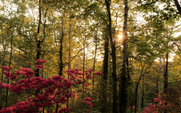 Картинка природа лес березы кусты деревья солнце цветущие