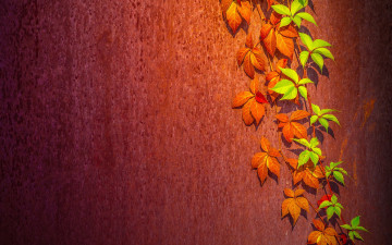 Картинка природа листья стена фон