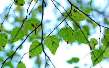 Картинка природа листья ветки