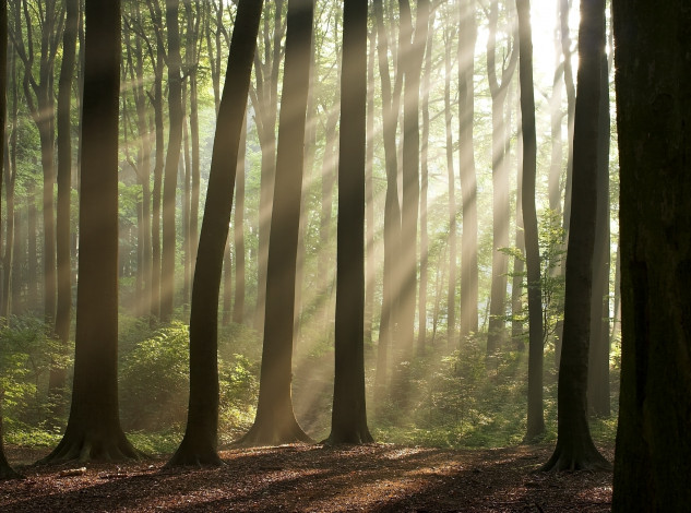 Обои картинки фото природа, лес, деревья, лучи