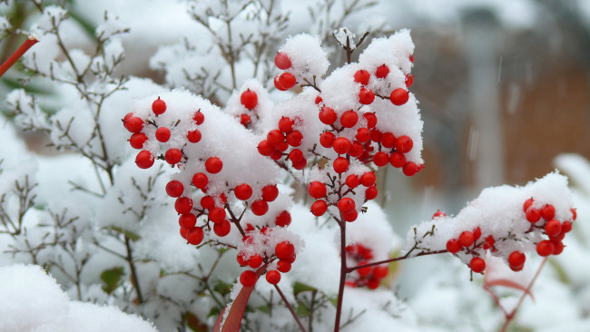 Обои картинки фото природа, Ягоды, снег, ветки, куст