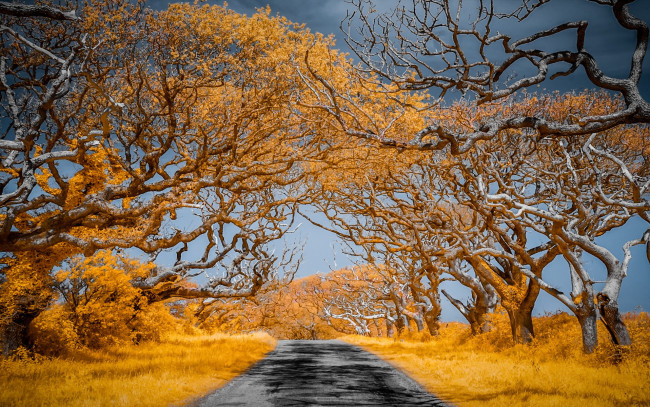 Обои картинки фото природа, дороги, цвет, дорога, деревья