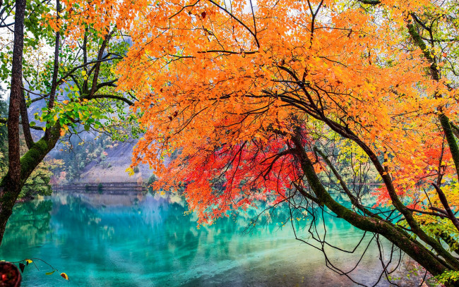 Обои картинки фото природа, реки, озера, китай, сычуань, национальный, парк, цзючжайгоу, осень, листья, деревья, озеро