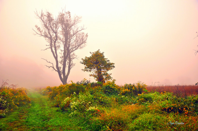 Обои картинки фото природа, деревья, трава, утро, туман, дерево