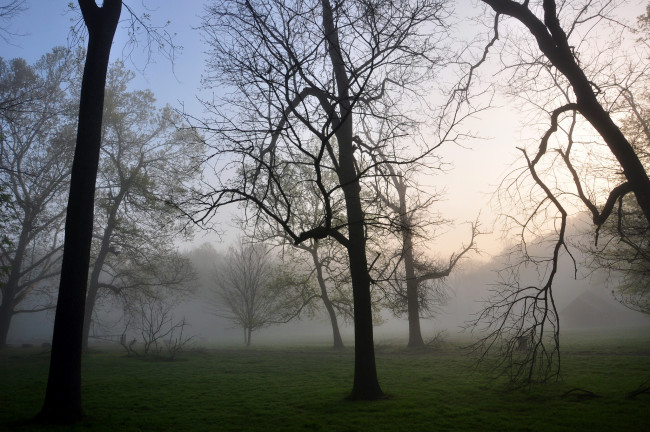 Обои картинки фото природа, деревья, ветки, туман, осень, утро, лес