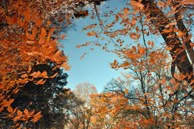 Обои картинки фото природа, лес, небо, ветки, деревья, осень