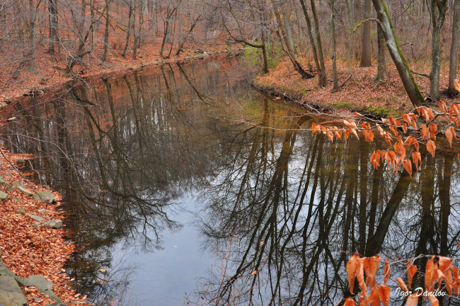 Обои картинки фото природа, реки, озера, вода, лес, осень, деревья, лужа
