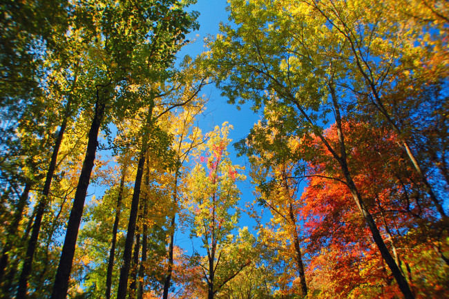 Обои картинки фото природа, лес, небо, деревья, осень