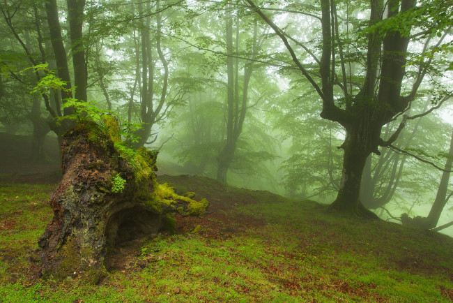 Обои картинки фото природа, лес, коряга, туман, осень, деревья