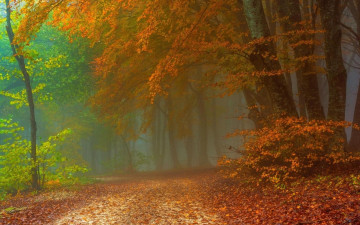 Картинка природа лес осень дорога