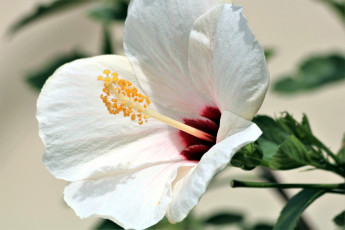 Картинка цветы гибискусы белый